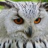 Фото профиля Ojo_Avizor