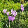 Фото профиля Colchiques dans les prés