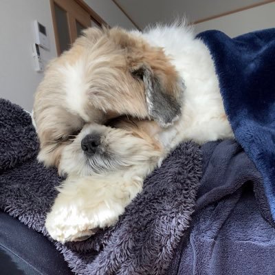 大きいシーズーたぬきち's profile picture