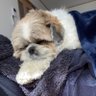 大きいシーズーたぬきち's profile picture