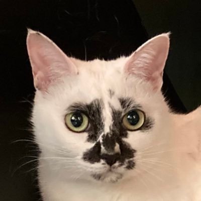 熱海 Muddy Cat's profile picture
