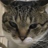 ニャも無き者's profile picture