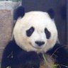 ころころパンダ日記🐼槿(あさがお) 的头像
