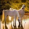 Alandal alsahli's profile picture