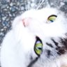 しのし's profile picture