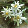 Фото профиля Edelweiss