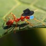 ant with a fedora profil fotoğrafı