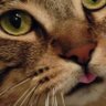 Murphy Lee's profile picture