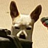 Nitroband's profile picture