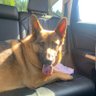 Jen German Shepherd Mama 🟧's profile picture