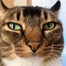 menつゆ profil fotoğrafı