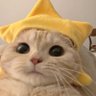星野 的头像