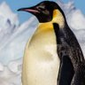 Фото профиля Two Spirit Penguin