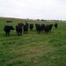 Profilbild von Good Tines Ranch