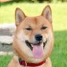 Turkish Shib 的头像