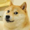 Фото профиля 正しい犬
