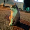 クマ吉(ハッチ) 的头像