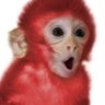 Profilbild von RedMonkey6943