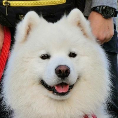 HayabusaJETS's profile picture