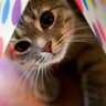 にゃこ🐾 profil fotoğrafı