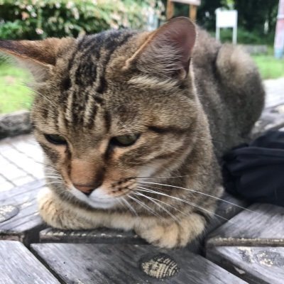 uraneko20's profile picture