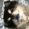 シア 的头像