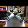 まーる profil fotoğrafı