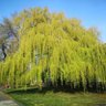 Фото профиля Trees not Fees