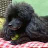 Фото профиля Suzy 💙🐩