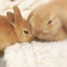 ノッポさん𓃹 🐰ウサチャン profil fotoğrafı