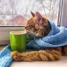 🐈⬛ profil fotoğrafı