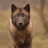 Фото профиля Dinowolf 13