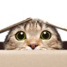 Фото профиля R4yAsh