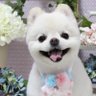 ポメラニアンのチョニーの部屋 profil fotoğrafı