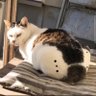 Profilbild von s...haru