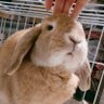 きのこ profil fotoğrafı