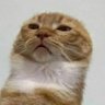 Profilbild von แมวโรเบิร์ตหอมดาวนี่ชมพู