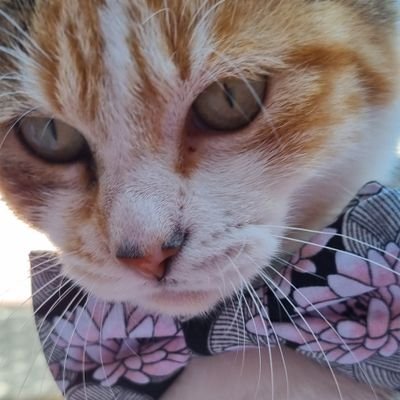 Les Pôtichats de MaMa 🐱🐾🐾💕 (𝓔𝓽 𝓶𝓮𝓼 💫)'s profile picture