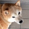 柴犬ちーちゃん🌈くお🌈(ちーママ) 的头像