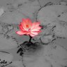 Profilbild von Dhool ka Phool