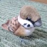 すずめ profil fotoğrafı