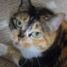 長屋の爺's profile picture