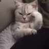 dejawu profil fotoğrafı