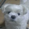 Aki(アキ) profil fotoğrafı