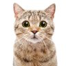 Feline Coffee profil fotoğrafı