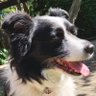 BoogieWoogie Border Collie 🇺🇸🌊 profil fotoğrafı