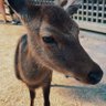 よつぎ profil fotoğrafı