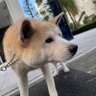 masaya sakaguchi 的头像