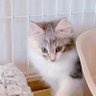 ノルウェージャンのエマさん's profile picture