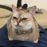 びて(獣医) profil fotoğrafı